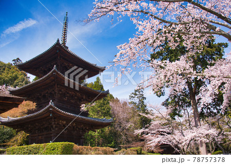 三井寺の桜　2021年春 78757378