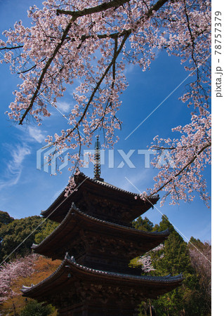 三井寺の桜　2021年春 78757379