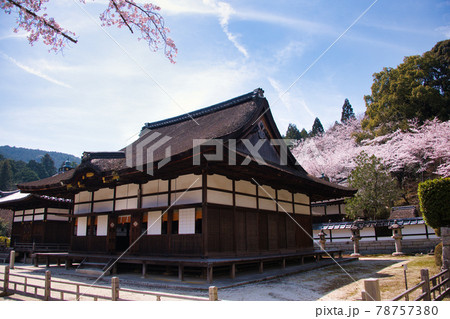 三井寺の桜　2021年春 78757380