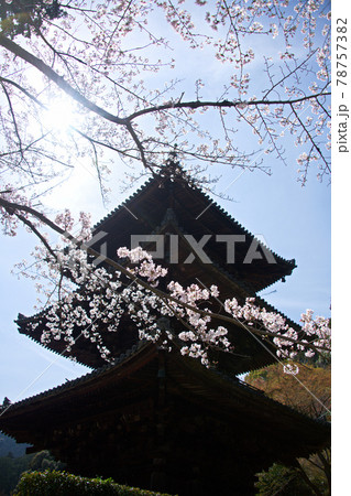 三井寺の桜　2021年春 78757382