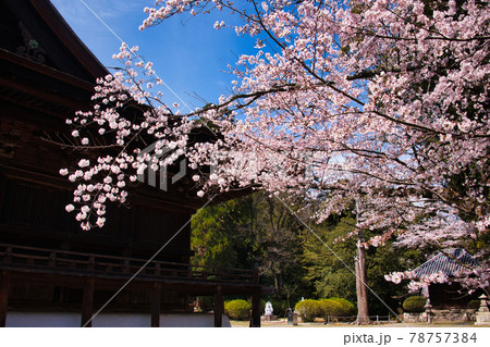 三井寺の桜　2021年春 78757384