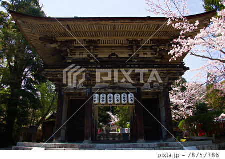 三井寺の桜 2021年春 三井寺の桜 2021年春 78757386