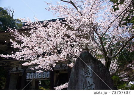 三井寺の桜　2021年春 78757387