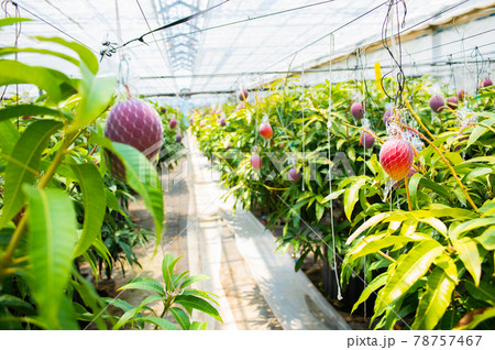 マンゴーのビニールハウスの写真素材