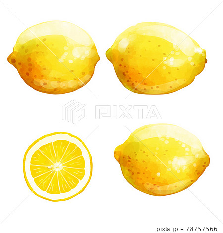 手描き水彩のレモンイラストセットのイラスト素材