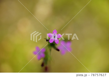 野原撫子(のはらなでしこ) 78757627