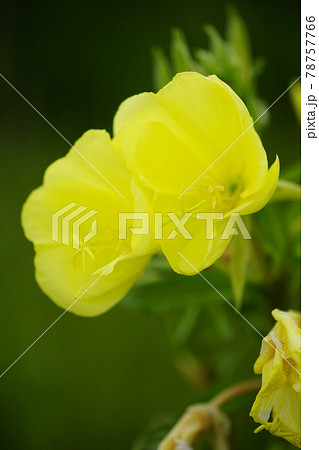 待宵草 待宵草 78757766