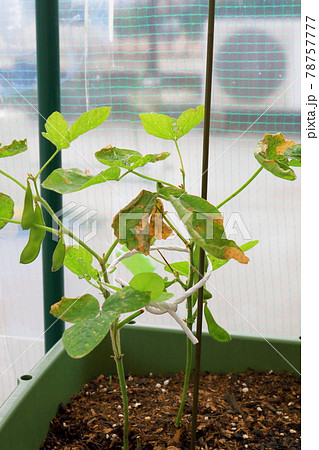 枝豆 菜園 失敗 枝豆 菜園 失敗 78757777