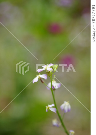 浜大根の花の写真素材