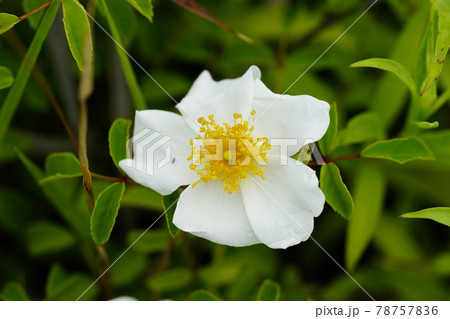 照葉野薔薇(てりはのいばら) 78757836