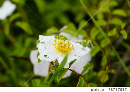照葉野薔薇(てりはのいばら) 78757837