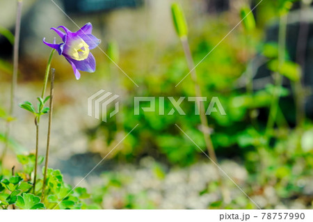 ミヤマオダマキの花 78757990