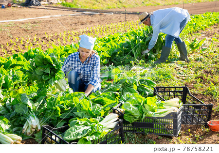 Young woman harvesting Swiss chard in vegetable garden Young woman harvesting Swiss chard in vegetable garden 78758221