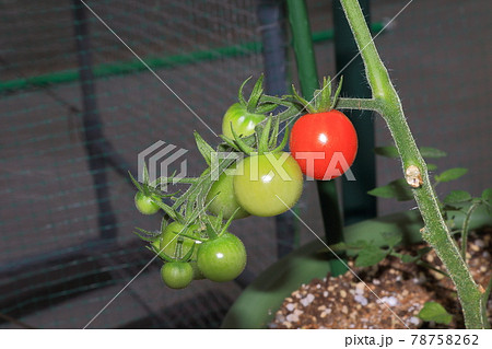 ミニトマト プチトマト ミニトマト プチトマト 78758262