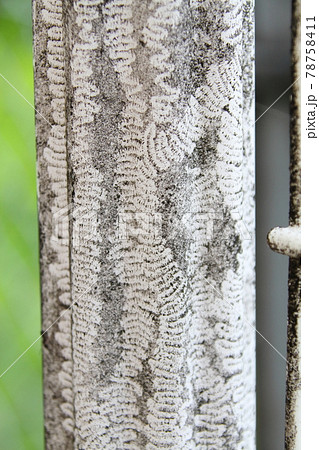 ナメクジの歯舌痕（しぜつこん） 78758411