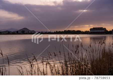 鳥取県米子市　春の米子水鳥公園の夕景 78758653