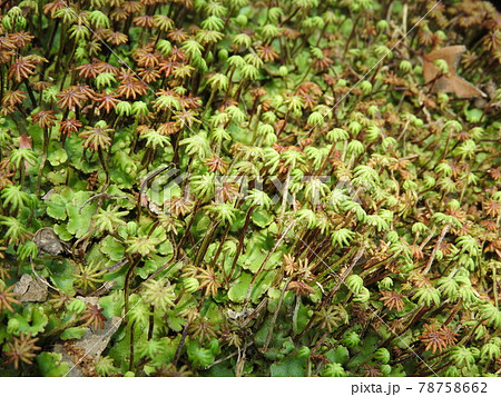 ゼニゴケ（雌株から傘と呼ばれる雌器托が出た状態） 78758662