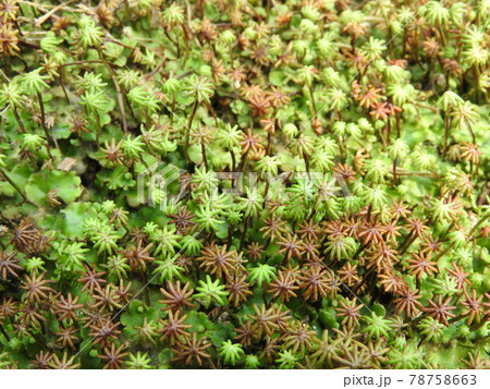 ゼニゴケ（雌株から傘と呼ばれる雌器托が出た状態） 78758663