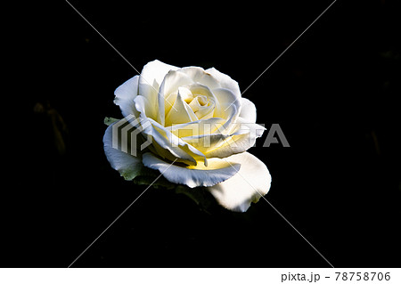 バラ 花 バラの花 78758706