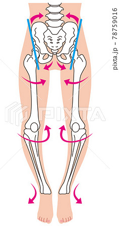 O脚の骨格 骨盤の歪み 脚の骨のイラスト素材