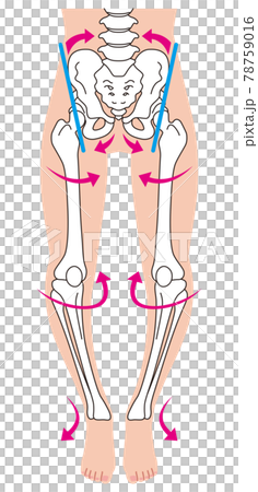 O型腿骨骼、骨盆扭曲、腿骨 O型腿骨骼、骨盆扭曲、腿骨 78759016