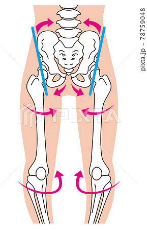 O脚の骨格 骨盤の歪み 脚の骨のイラスト素材