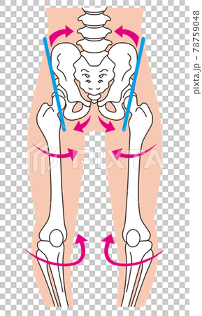 O型腿骨骼、骨盆扭曲、腿骨 78759048