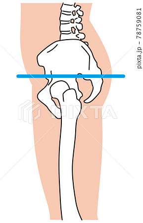 横から見た骨盤 脚 骨格のイラスト素材