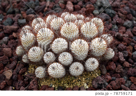 サボテン マミラリア・ペレスデラメロサエ Mammillaria perezdelarosaeの写真素材 [78759171] - PIXTA