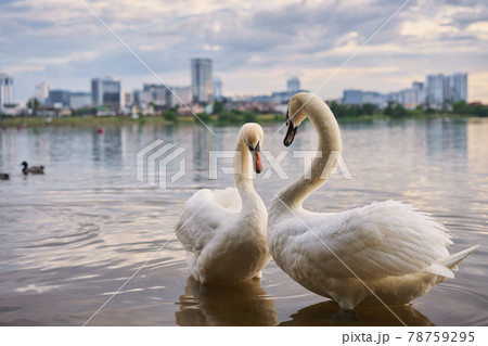 Swans at the city pond Swans at the city pond 78759295
