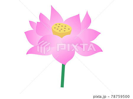 蓮の花 78759500