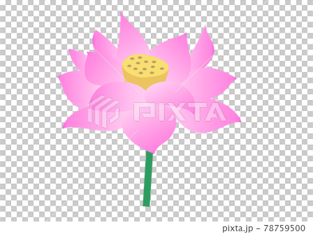 蓮の花 78759500