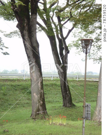公園 初秋 公園 初秋 78759520