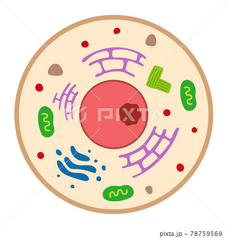 動物細胞のイラスト素材