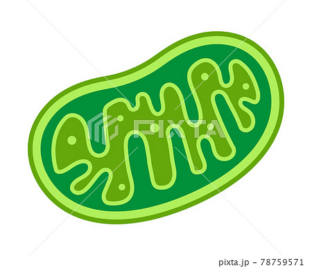 ミトコンドリア ミトコンドリア 78759571