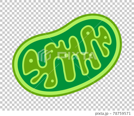 ミトコンドリア ミトコンドリア 78759571