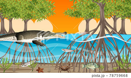 Animals live in Mangrove forest at sunset time scene 78759668
