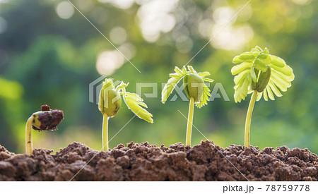 spring seed to tree, agriculture plant seeding growing step concept in garden and sunlight 78759778