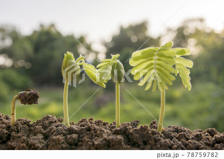 spring seed to tree, agriculture plant seeding growing step concept in garden and sunlight 78759782