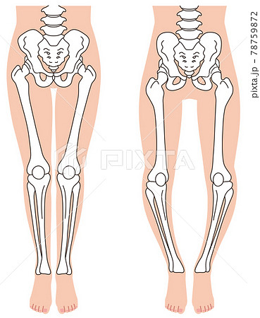 Illustration of the skeleton of the inside leg. - SuperStock