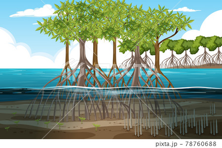 Nature scene with mangrove forest in cartoon style 78760688