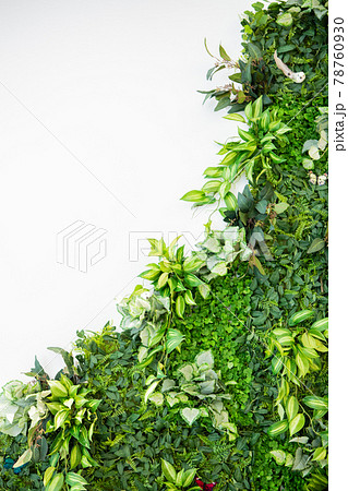 白壁に観葉植物が飾られたおしゃれなイメージの背景素材 78760930