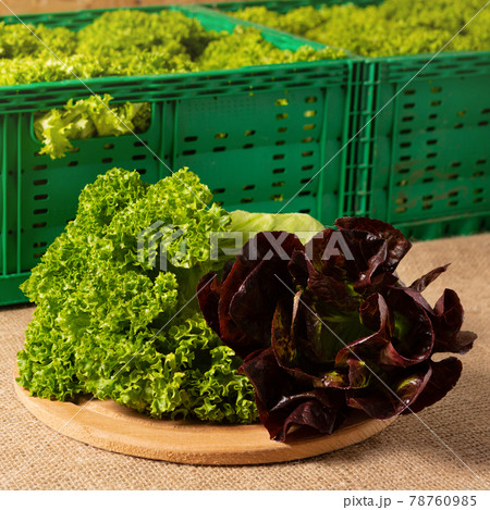 assortment of red and green lettuce on the table, against the background of boxes with the harvest 78760985