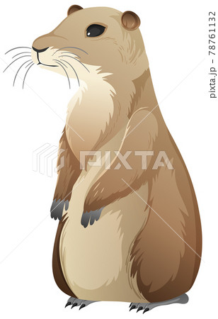 Animal cartoon character of Prairie dog on white background Animal cartoon character of Prairie dog on white background 78761132