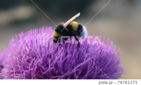 Purple Milk Thistle Flower and Bumble Bee close-up. Single Bee collecting pollen outside of the milk thistle flower at the botanical garden. 78761275