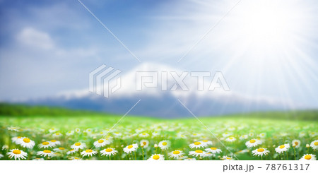 Green grass field with chamomile flowers 78761317