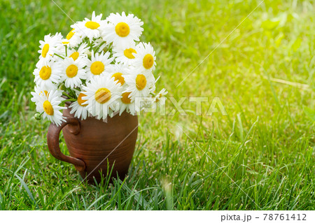 Wild chamomile bouquet Wild chamomile bouquet 78761412