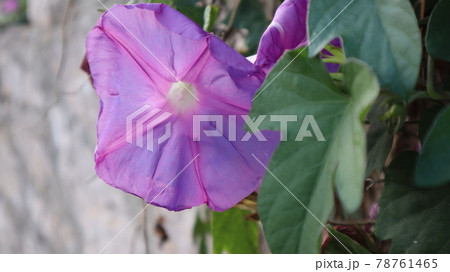 Beach moonflower with a natural background. Close-up of Purple Beach Moonflowers (Ipomoea violacea) at the green nature Beach moonflower with a natural background. Close-up of Purple Beach Moonflowers (Ipomoea violacea) at the green nature 78761465