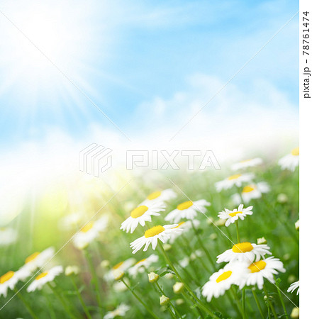 Spring chamomile flowers field. Sunny summer field 78761474