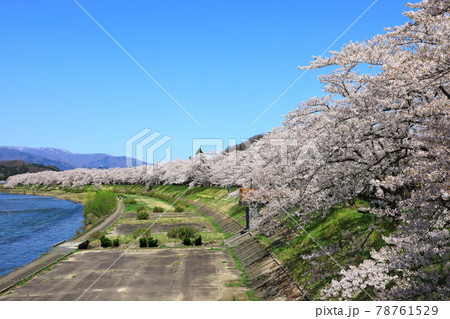 桧木内川堤　満開の桜 78761529
